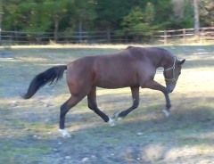 Ugly Duckling 151012-1